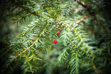 Close Up Shot Of Yew Berry With Red Berries.