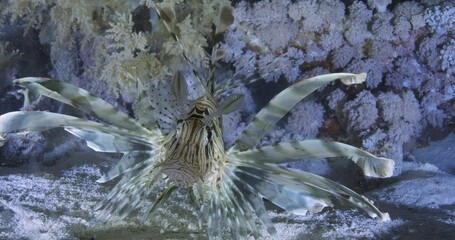 Wall Mural - Lion fish swimming underwater near the corals
