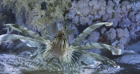 Poster - Lion fish swimming underwater near the corals