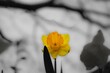 Closeup shot of a yellow daffodil flower on a blurred background