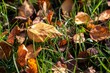 High-angle macro shot of autumn foliage on the grass