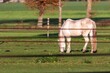 Close-up view of a white mare grazing in the fenced field