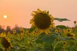 Beautiful view of a sunflower field at sunset.