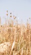 Closeup vertical shot of reeds in a field.