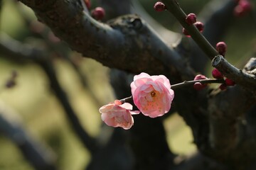 Sticker - Closeup of plum blossom flowers on the tree.