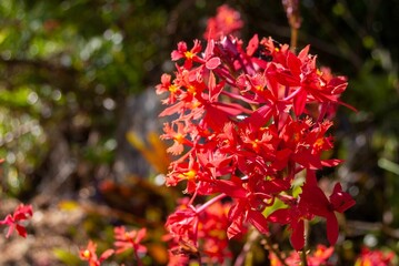 Wall Mural - Closeup of red Epidendrum ibaguense flower