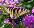 Closeup of a eastern tiger swallowtail butterfly on a purple flower