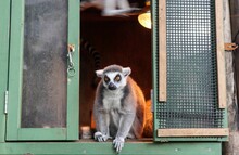 Ring-tailed Lemur (Lemur Catta) At The Zoo In Japan
