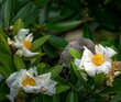 Closeup of a cute Little Wattlebird smelling a white camellia flower in a field