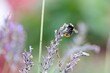 Closeup shot of a bee perched on purple flowers in a garden in daylight on a blurred background