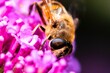 Closeup shot of a bee perched on purple flowers in a garden in daylight on a blurred background