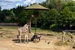 View of a Giraffa camelopardalis and Blue wildebeest in the greenery of a zoo park