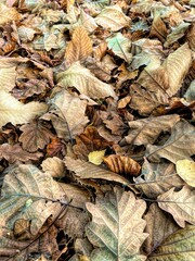 Canvas Print - Vertical shot of dried brown autumn leaves on the ground in a forest