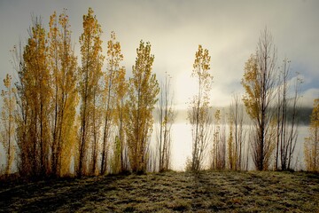 Field with autumn trees covered with yellow leaves in the background