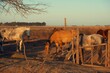 Group of horses behind wooden fence on dusty ground at sunset time