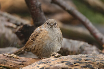 Poster - A portrait of a dunnock, also known as a hedge sparrow, as it sits in a wood pile staring forward