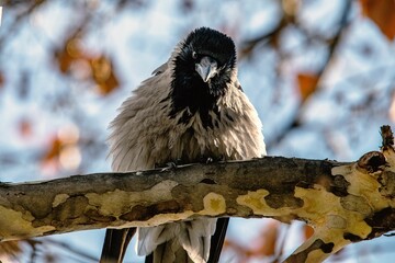 Canvas Print - A brown Hooded crow, sitting on a tree branch, with the foliage in autumn colors, on a sunny day