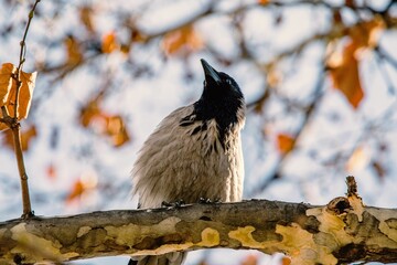 Sticker - A Hooded crow, sitting on a branch and looking up,among the foliage in autumn colors, on a sunny day