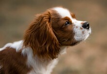 Closeup Shot Of A Cavalier King Charles Spaniel Dog