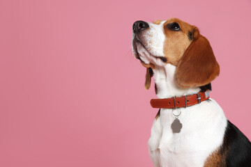 Wall Mural - Adorable Beagle dog in stylish collar with metal tag on pink background. Space for text