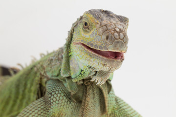 Wall Mural - Big Green Iguana lizard isolated on a white background
