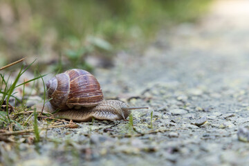 Brown snail on the ground