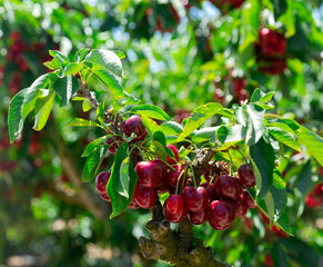 Wall Mural - Ripe red sweet cherries hanging on tree in orchard, harvest season