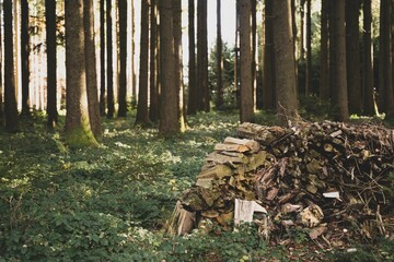 Poster - Stack of wood on the grass in nature