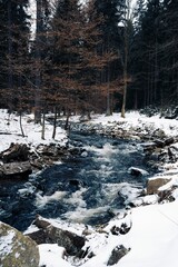 Sticker - Mountain stream in winter covered with bizarre ice surfaces and pine trees on shore, Saxony, Germany