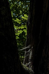 Sticker - Vertical shot of a spider web between tree trunks in the forest