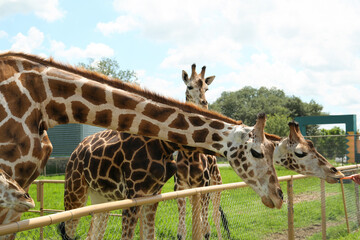 Wall Mural - Beautiful spotted African giraffes in safari park