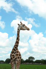 Sticker - Beautiful spotted African giraffe in safari park