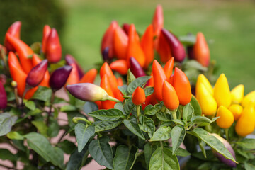 Capsicum Annuum plants. Potted rainbow multicolor chili peppers outdoors against blurred background, closeup