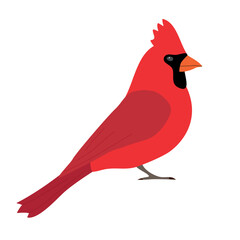 Sticker - Vector flat hand drawn red cardinal bird isolated on white background