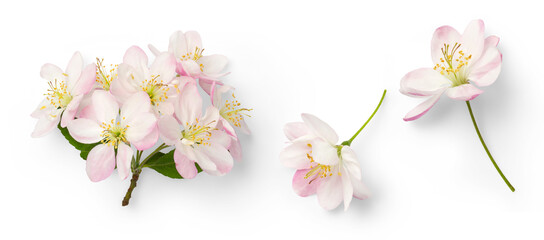 Wall Mural - set of cherry flowers in full bloom, symbol for spring, design elements isolated over a transparent background, top view for your flatlays and scenes - perfect for spring weddings