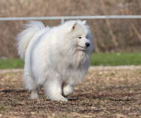  The Samoyed is a breed of medium sized herding dogs with thick, white, double-layer coats. They are a spitz type dog which takes its name from the Samoyedic peoples of Siberia.