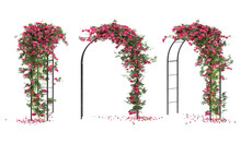 Arched Pergola With Roses Isolated