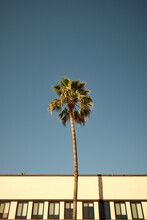 Palm Tree And Building Against Blue Sky.