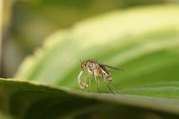 Wall Mural - Selective focus shot of Dolichopus insect on a green leaf