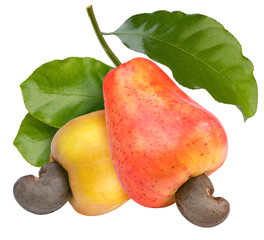 Wall Mural - fresh cashews and cashew nut with leafs on a white background, fresh cashew nut on white background 