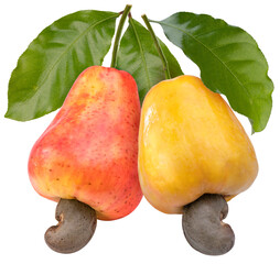 Wall Mural - fresh cashews and cashew nut with leafs on a white background, fresh cashew nut on white background 
