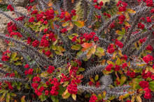 Red Flowers With Brown Colored Stems With Thorns, Canary Islands