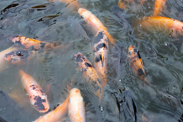 Red tilapia fish in the pond