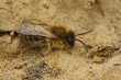 Closeup on a male Cellophane solitary bee, Colletes cunicularius sitting on the ground