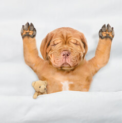 Poster - Funny Mastiff puppy sleeps under white blanket on a bed at home with favorite toy bear. Top down view
