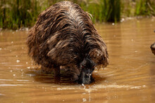 Emu (Dromaius Novaehollandiae) At The Waterhole On A Hot Australian Day Keeping Cool..	