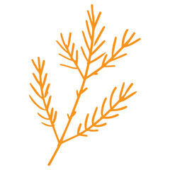 Poster - Pine leaf in minimalist boho and vintage hand drawn illustration for design element.	