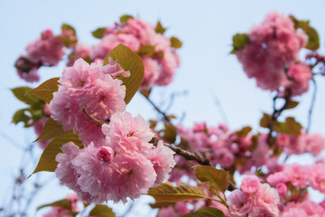 Wall Mural - pink sakura blossom in front of a blue sky. fresh nature background on a sunny day