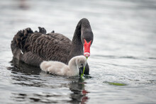Mother Swan Feeding Her Cygnet With Pond Weed In The Lake. Auckland.