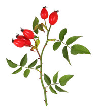 Twig With Red Rose Hips, Transparent Background